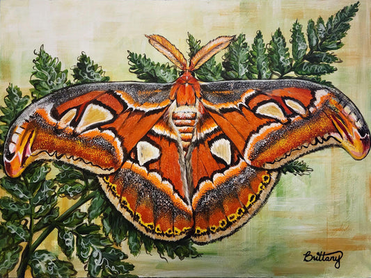 Atlas Moth, Original Acrylic Painting